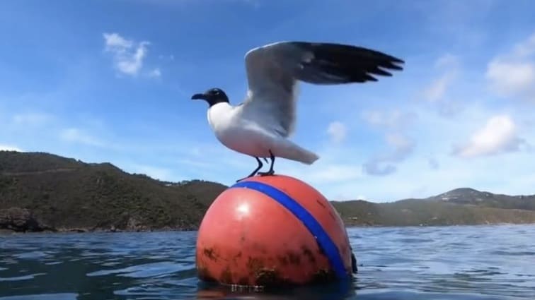 Mastering Mooring Etiquette: A How-To Guide for Dealing With Mooring Squatters